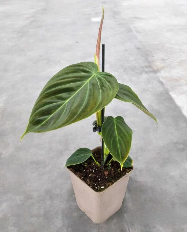 Philodendron Splendid – Image 3