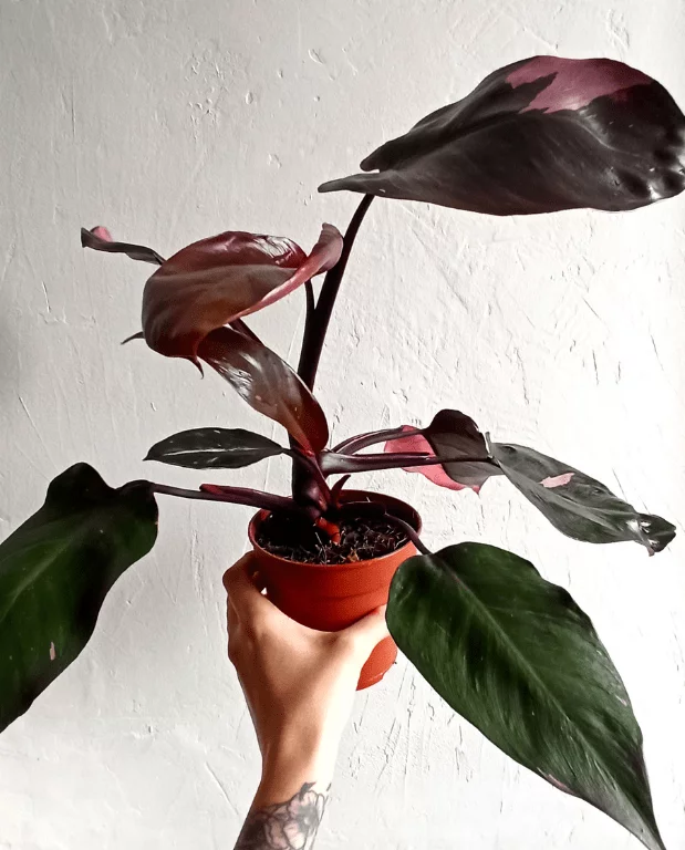 Philodendron Pink Princess – Image 4