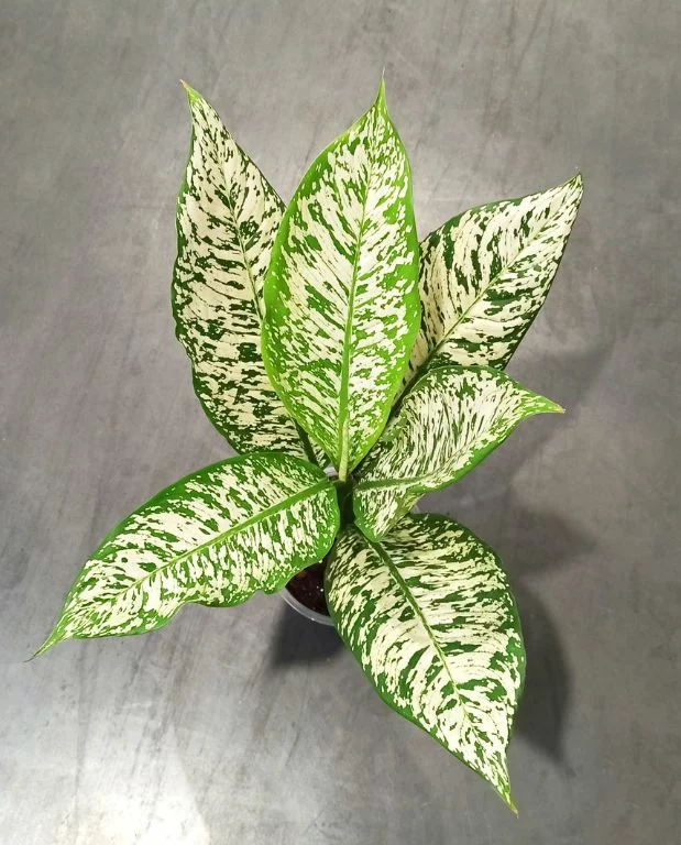 Dieffenbachia White Etna – Image 3
