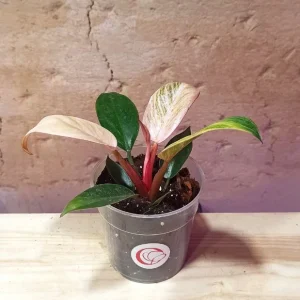 Philodendron Erubescens Birkin Pink