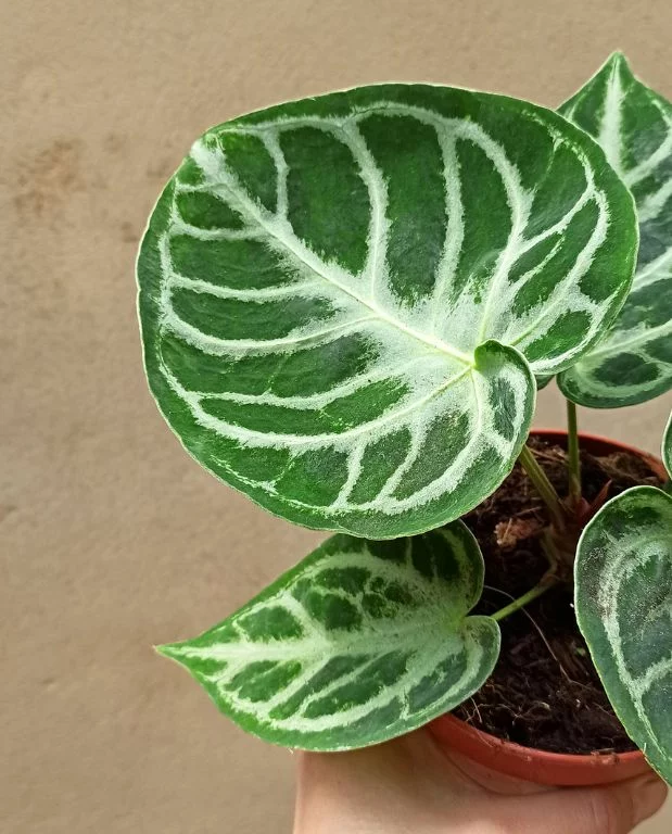 Anthurium Silver Blush – Image 4