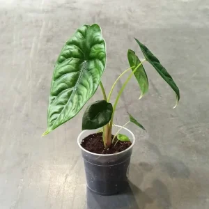 Alocasia Puncak Borneensis