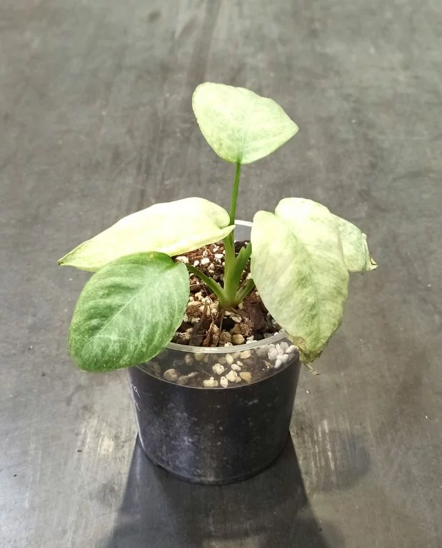 Schismatoglottis Pusilla Longispatha Variegata – Image 4