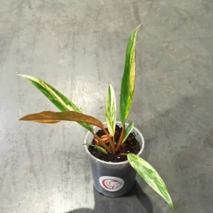 Philodendron Caramel Marble Variegata