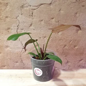 Philodendron Summer Glory