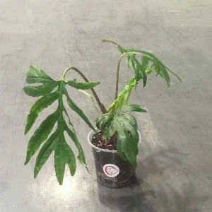 Alocasia Brancifolia