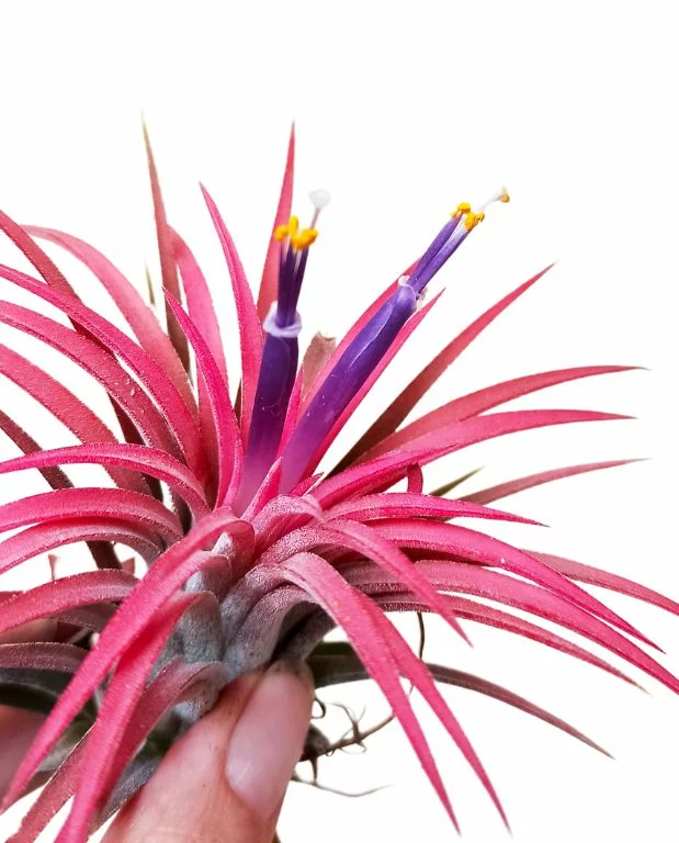 Tillandsia Ionantha rouge – Fille de l’air – Image 2