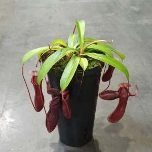 Nepenthes Bill Bailey