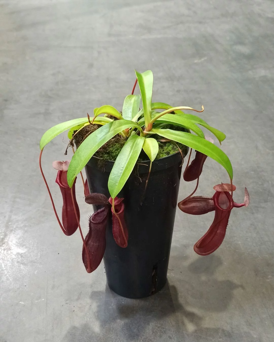 Nepenthes Bill Bailey