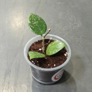 Hoya Parasitica Splash