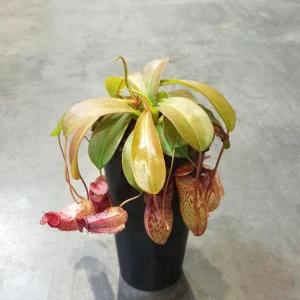 Nepenthes talangensis