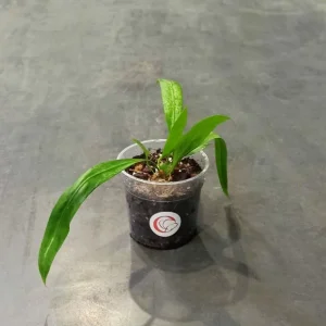 Anthurium Vittarifolium – Langue de Feu