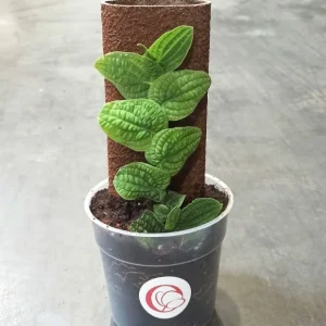 Rhaphidophora Tetrasperma Tenuis Silver selten