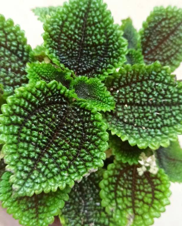 Coffret Pilea – Image 2