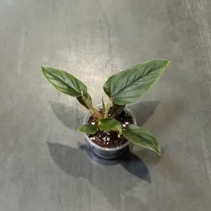 Philodendron Serpens