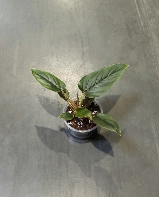 Philodendron Serpens – Image 3