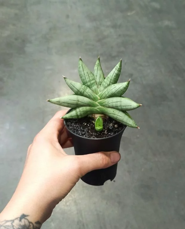 Sansevieria Inti Mini – Image 3