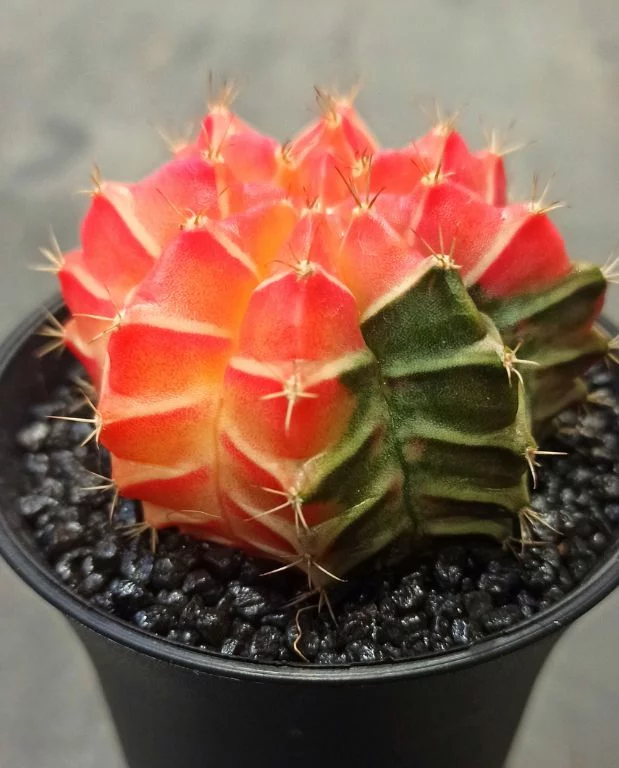 Gymnocalycium mihanovichii Variegata – Image 4