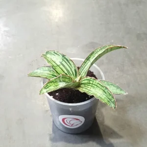 Sansevieria Kirkii Cleopatra