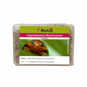 25 Coccinelles contre les cochenilles farineuses et pulvinaires