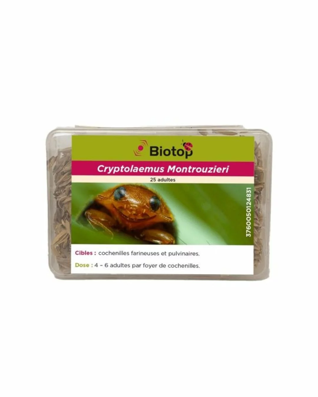 25 Coccinelles contre les cochenilles farineuses et pulvinaires