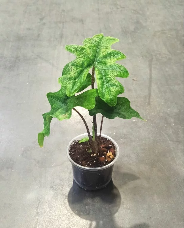 Alocasia Jacklyn – Image 3