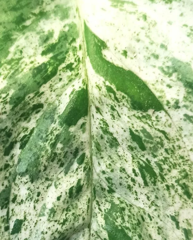 Epipremnum Pinnatum Marble Variegata – Image 2
