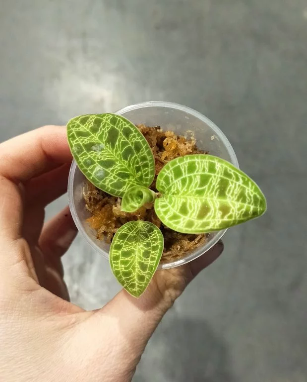 Macodes petola – orchidée bijou – Image 2