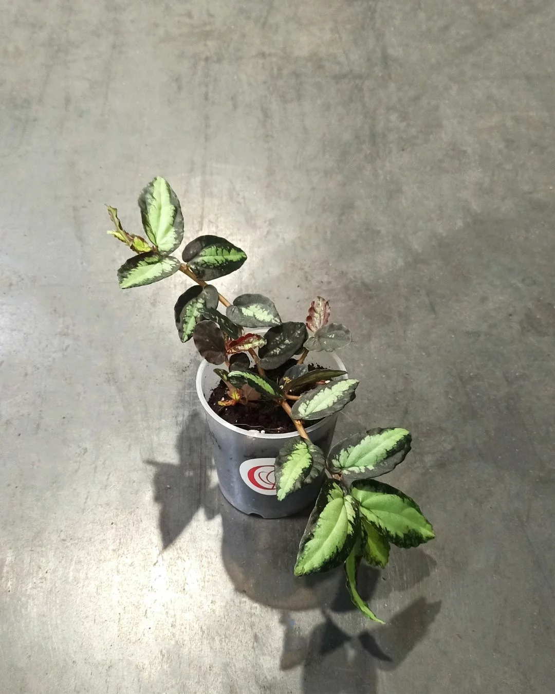 Pellionia Repens – Image 3