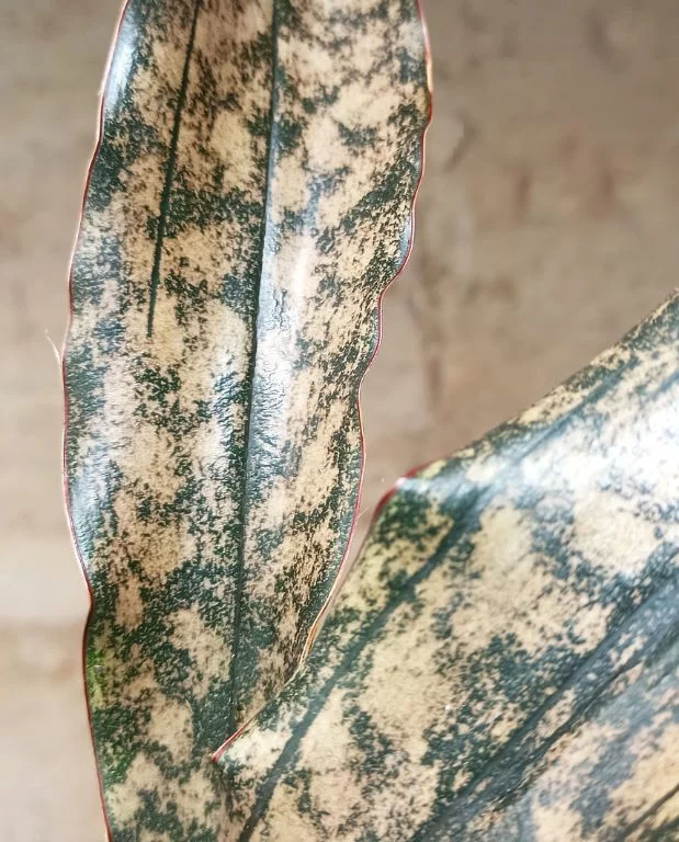 Sansevieria Copper – Image 2