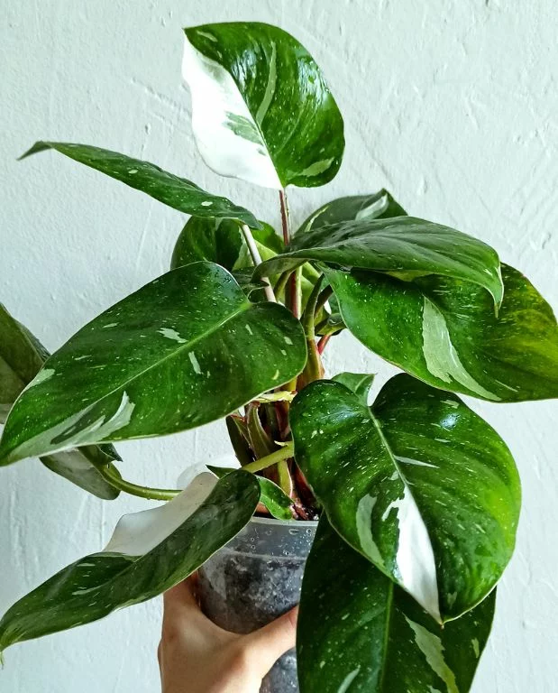 Philodendron White princess – Image 6