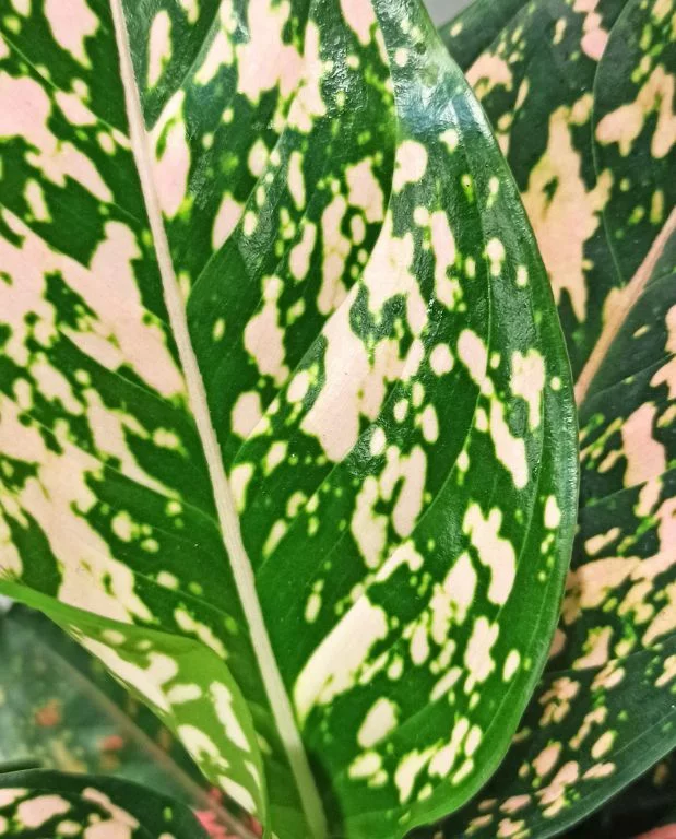 Aglaonema Pink Leopard – Image 2