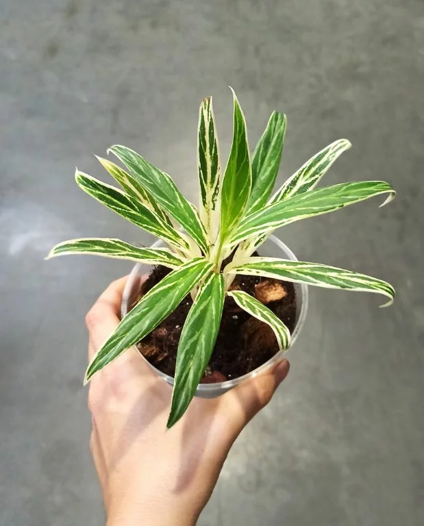 Aglaonema Bamboo – Image 4