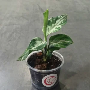 Aglaonema Pictum Bicolor