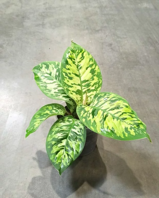 Homalomena Wallisii Camouflage – Image 4