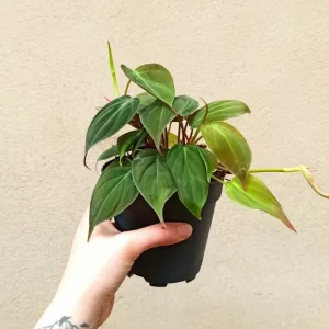 Philodendron scandens micans
