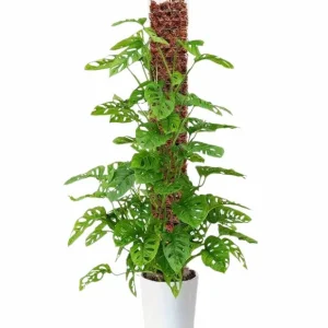 Tuteur Plat Transparent