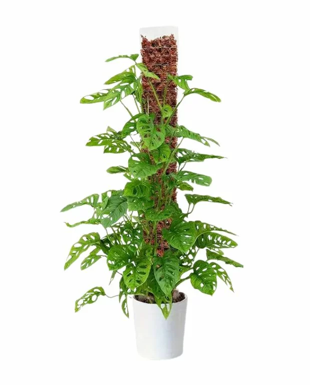 Tuteur Plat Transparent