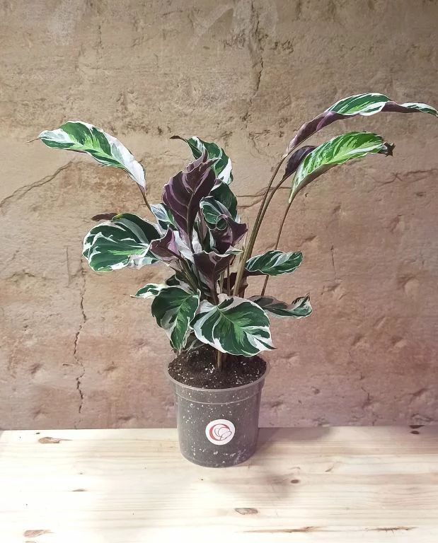 Calathea White Fusion – Image 7