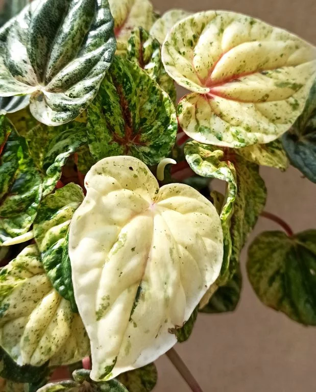 Peperomia Helios Variegata – Image 2