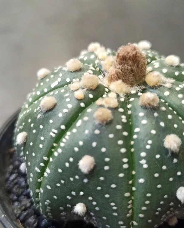 Astrophytum Asterias – Image 2