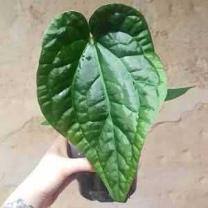 Anthurium Regale x Luxurians