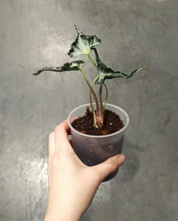 Alocasia Loco – Image 3