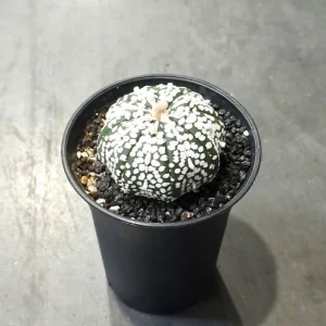 Astrophytum asterias Super Kabuto