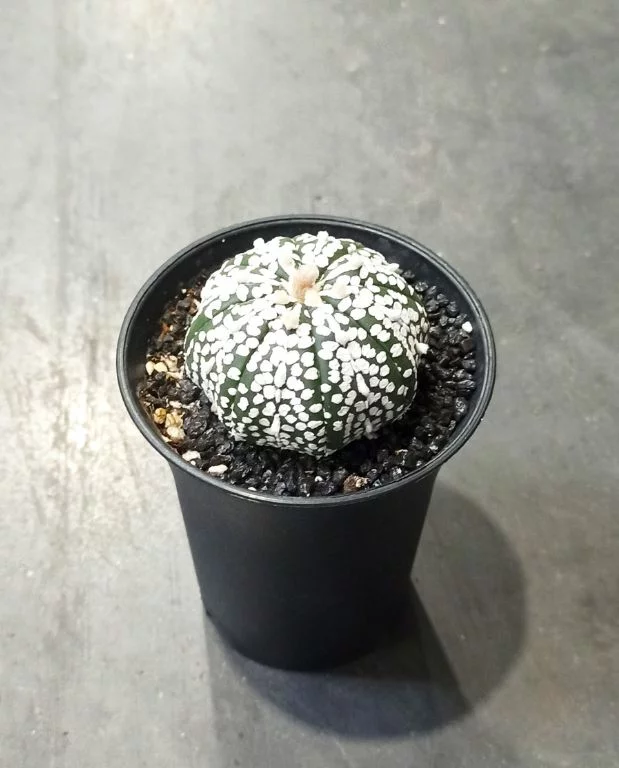 Astrophytum asterias Super Kabuto