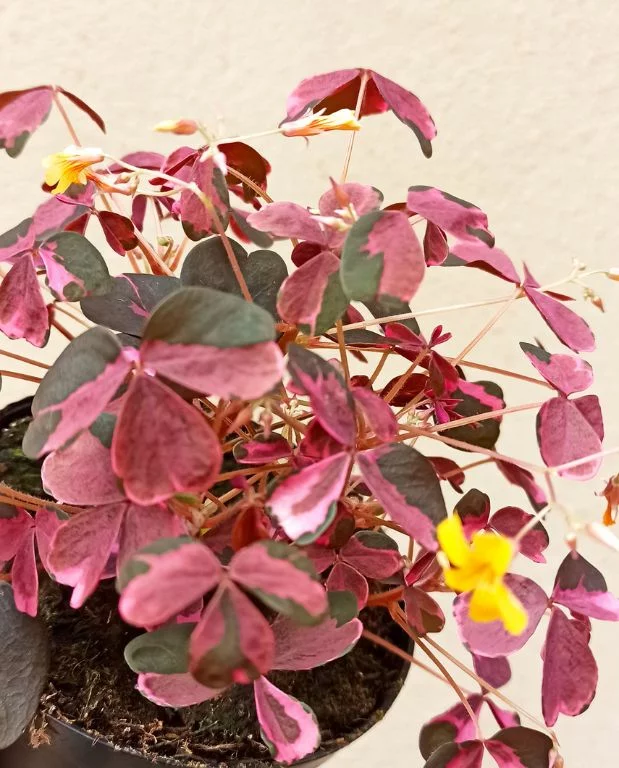 Oxalis vulcanicola Plum Crazy – Image 2