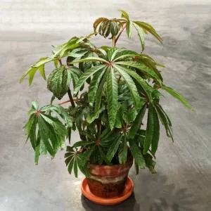 Begonia Luxurians – Begonia Palmier