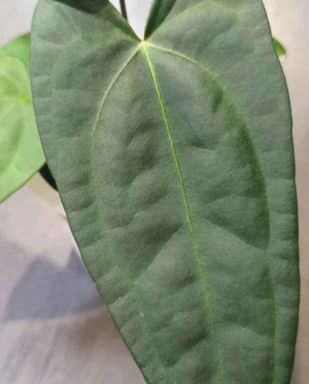 Anthurium Nigrolaminum Gigi x Forgetii – Image 2