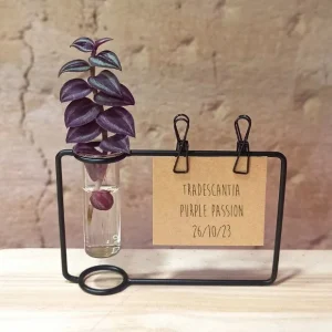 Station de bouturage en verre avec étiquette