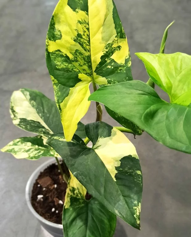 Syngonium Aurea Variegata – Image 2
